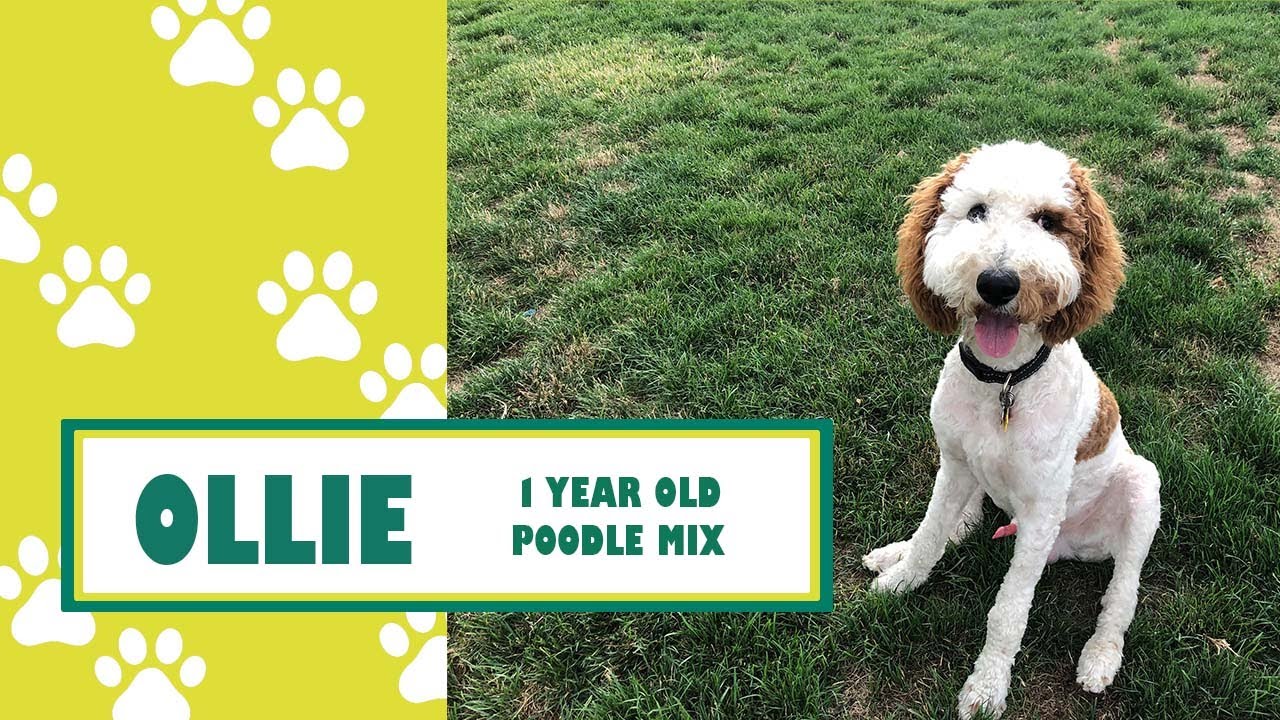 Salt Lake City Dog Trainers ||| OLK9 Utah ||| 1 Year Old Poodle Mix, Ollie