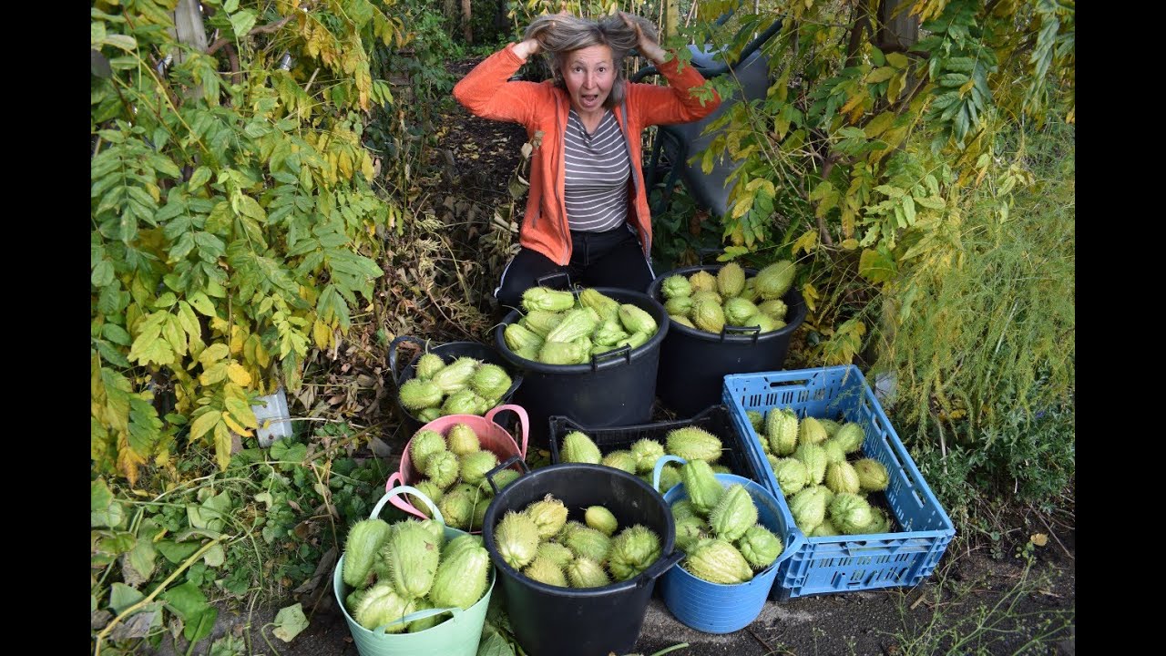 Chayote kweken: van zaad tot oogst