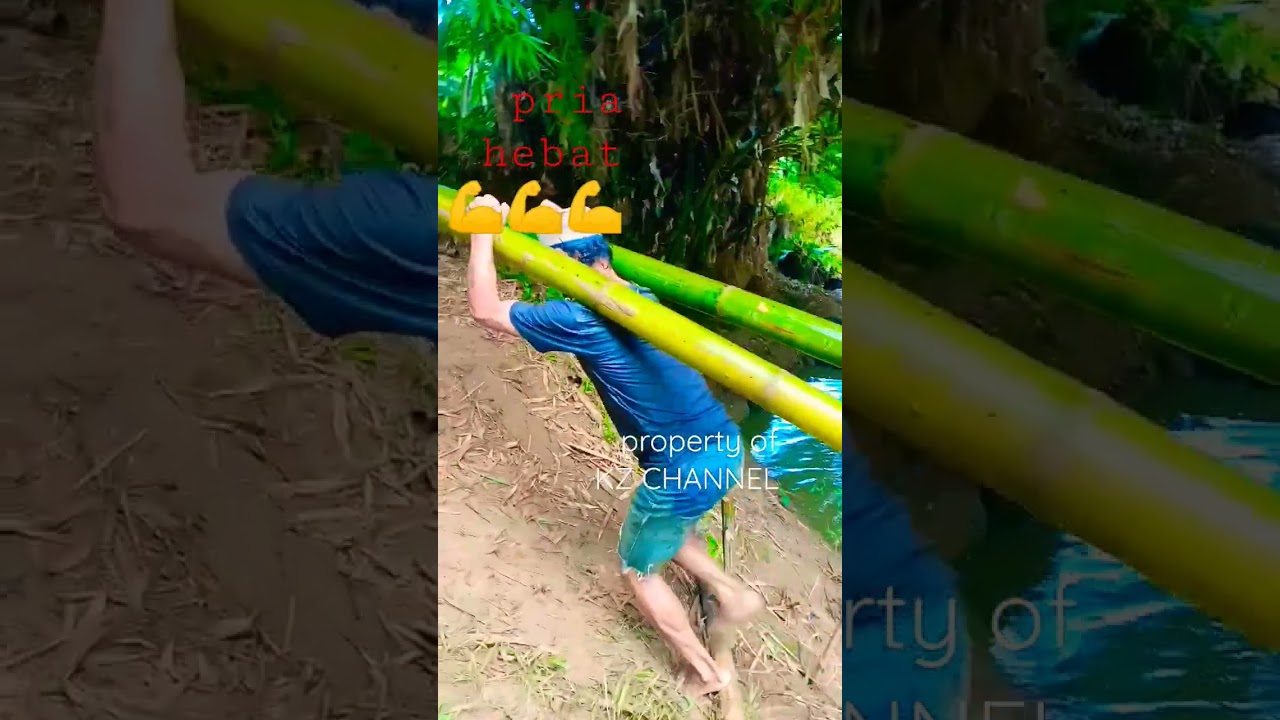 Pria Hebat, Angkat Bambu Besar sekaligus Dua ||@kz channel0079