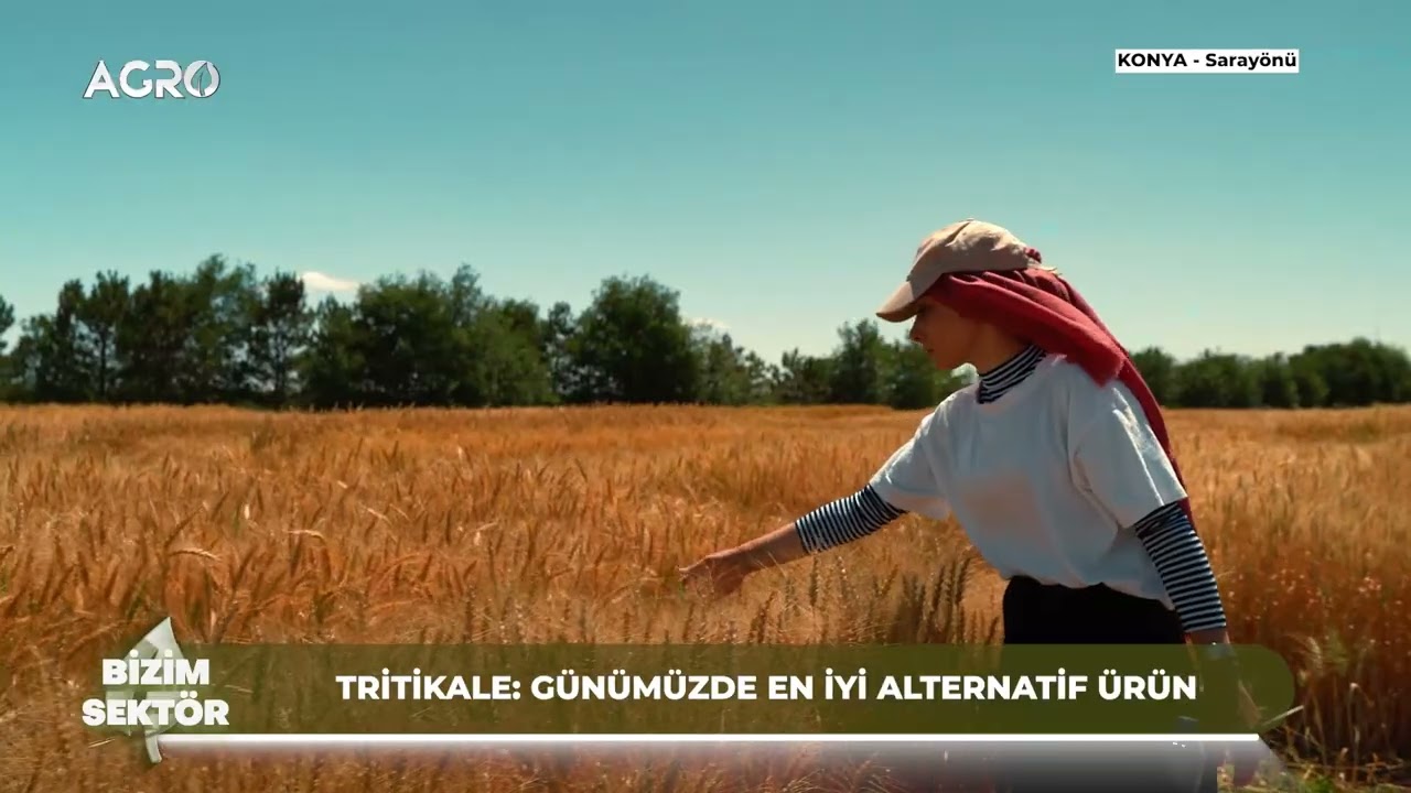 Marjinal Arazide Yüksek Verim! Tritikale Nedir? Verim, Kullanım Alanları ve Geleceği / Bizim Sektör