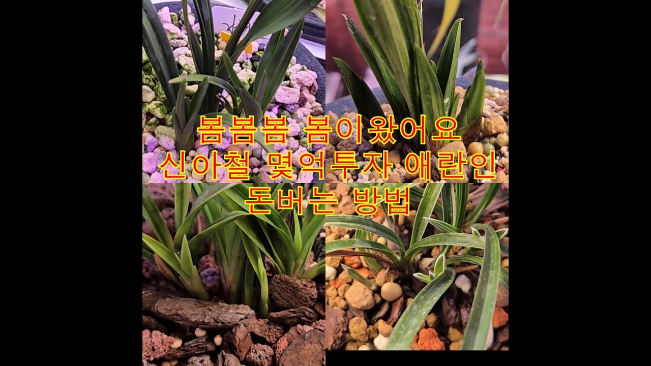 난초 억대 투자한 사장님 농장에 놀러갔더니 완전 특급비밀공유! 어떤일이벌어졌을까