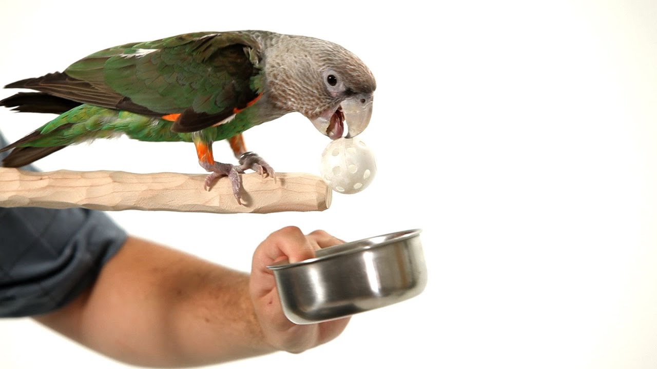 Teach Your Parrot to Fetch from a Perch | Parrot Training