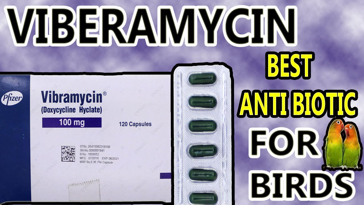Vibramycin Best Antibiotic For Lovebirds in Urdu/Hindi|Best Antibiotic Birds Ke leye Viberamycin|