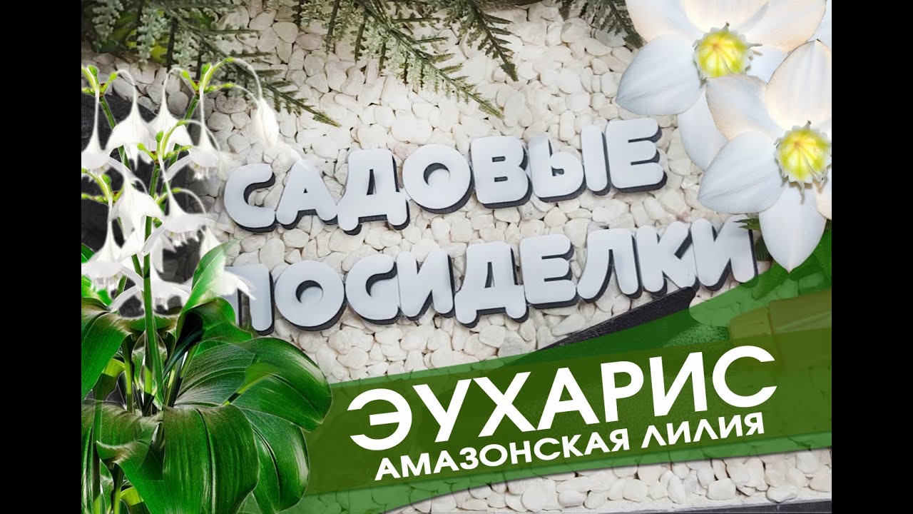 Эухарис  - секреты ухода и выращивания в домашних условиях. Почему не цветет. Пересадка