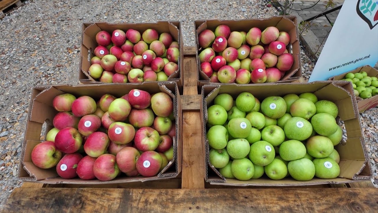 Свечено откинување на првото јаболко 🍎 