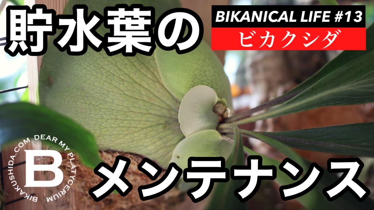 [貯水葉のメンテナンス方法］BIKANICAL LIFE13　ビカクシダ/コウモリラン