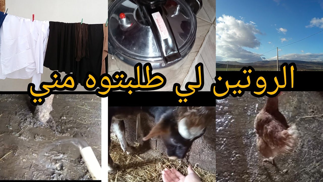 #روتينات ام أمير #روحت للدارنا وشاركت معاكم كامل واش درت كيما طلبت مني#طبخ #مشتريات #واش شرات يما