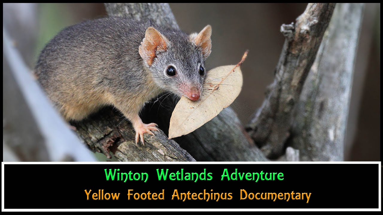 wildlife Documentary  studying the Y F Antechinus