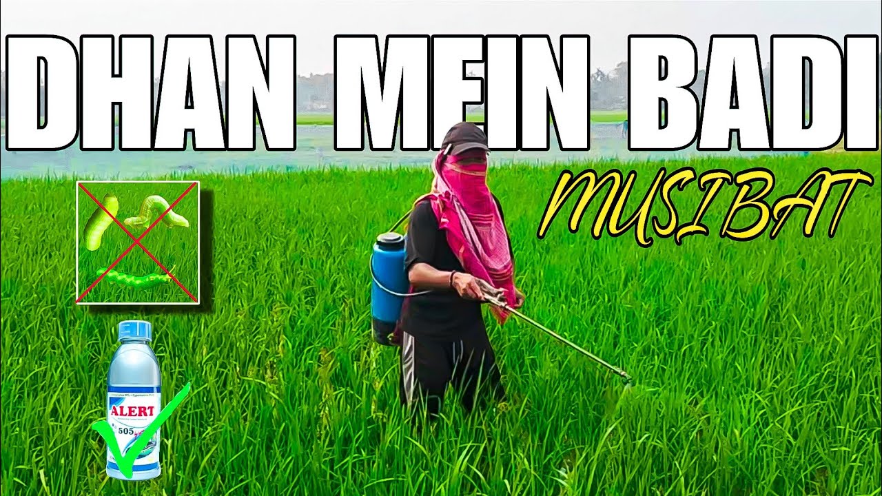 DHAN MEIN BADI MUSIBAT! 🐛 धान में कीड़ा लगने पर क्या करें? | Farming Vlog