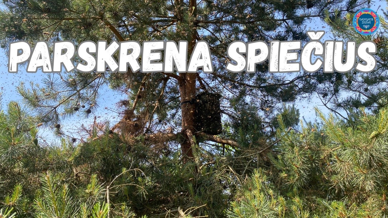 Parskrenda spiečius