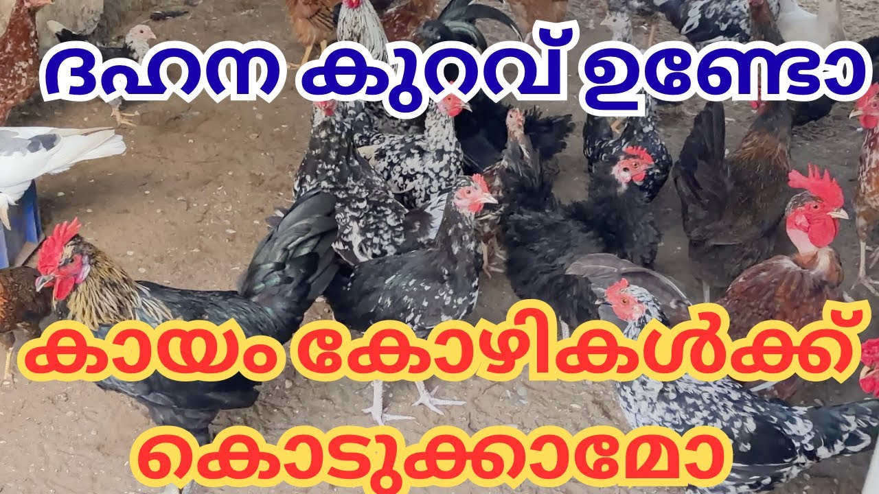 കോഴികൾക്ക് ദഹനപ്രശ്നം ഉണ്ടോ? അതിനുള്ള പരിഹാരം ഇതാ ||🐥 KOZHI VALARTHAL MALAYALAM
