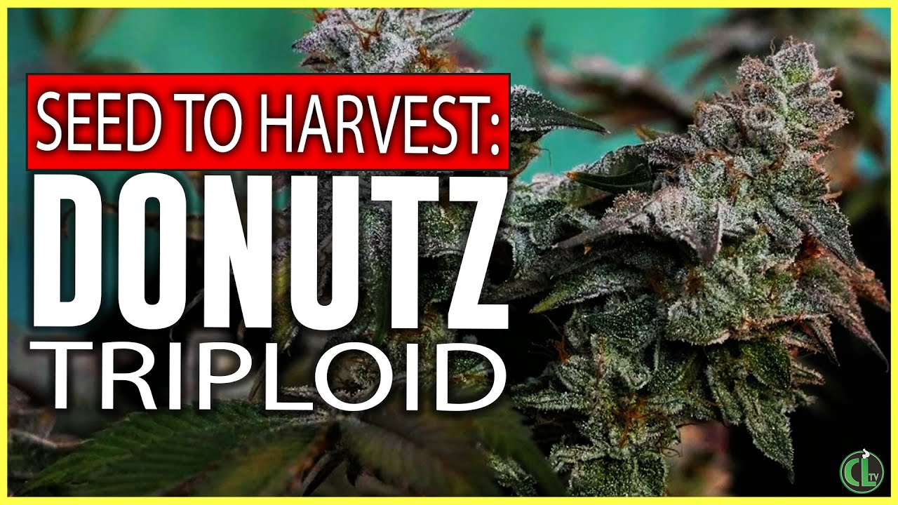 Выращивайте семена Donutz Triploid для сбора урожая в гроубоксе VGrow Smart Grow Box