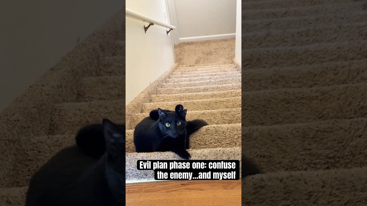 Stair Master? ❤️ Charlie #catshorts #catvideos #funny #cute #blackcat