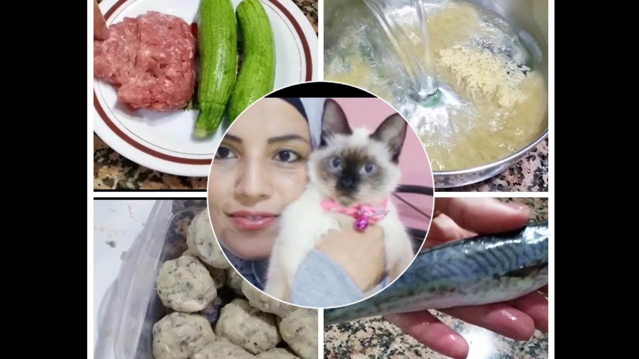 أربع أكلات تحبها القطط ومفيدة لصحتهم