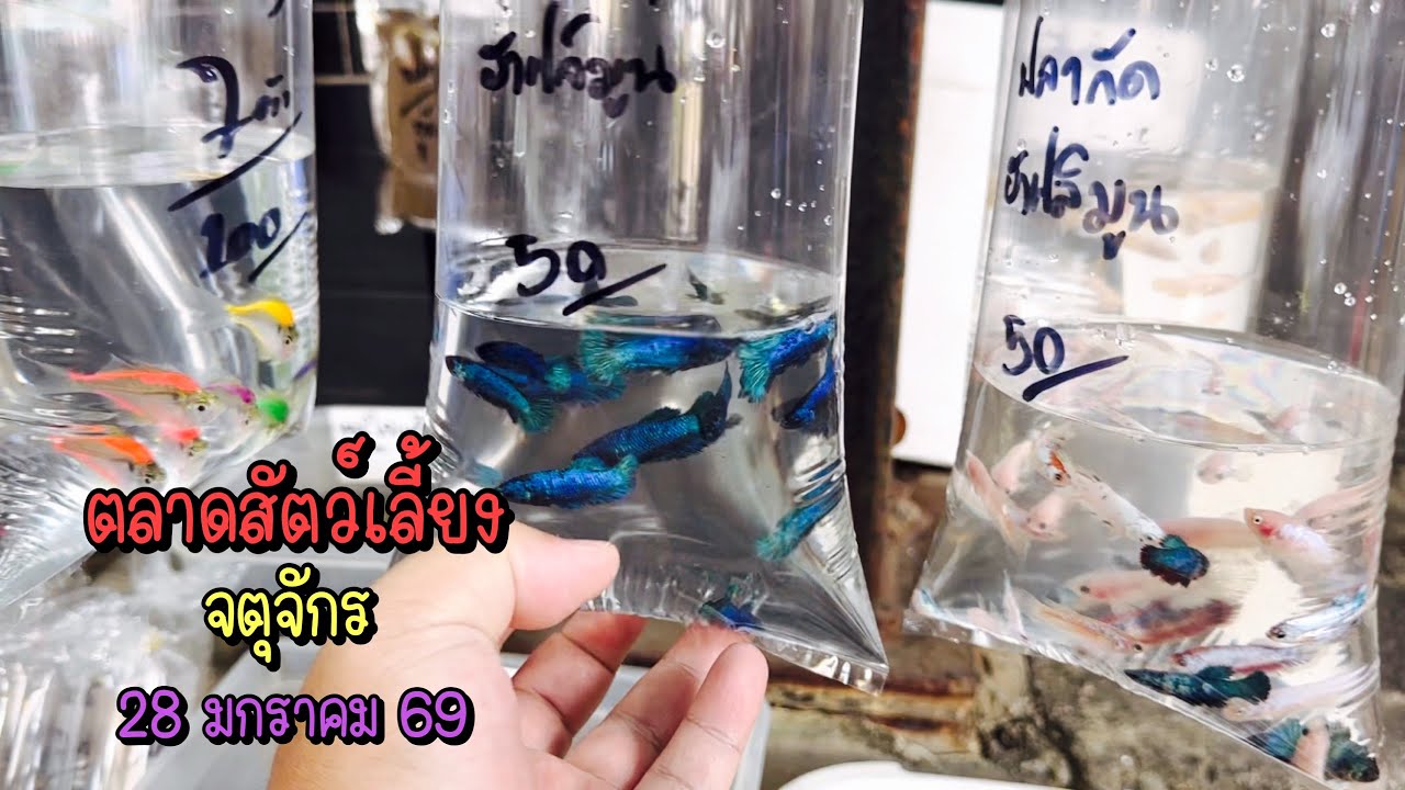 Zing’s Day l ตะลุยสัตว์เลี้ยงจตุจักร 28 มกราคม 69 (Ep.339)