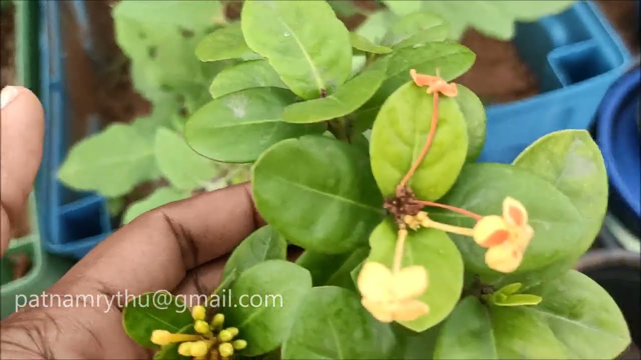 అధికంగా  పూత రాలడాన్ని ఎలా ఆపాలి ? చీడపీడలు అరికట్టే అద్భుత కాషాయం #patnamrythu #prasnajavabulu