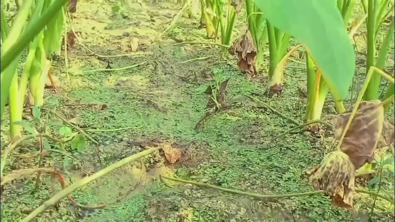 একটি ফসল চাষ করুন আল্লাহতালা চাইলে বড়লোক হইতে পারবেন নঞএই ফসল চাষ করে হইতে পারেন ভালো মানের SIDDIK 