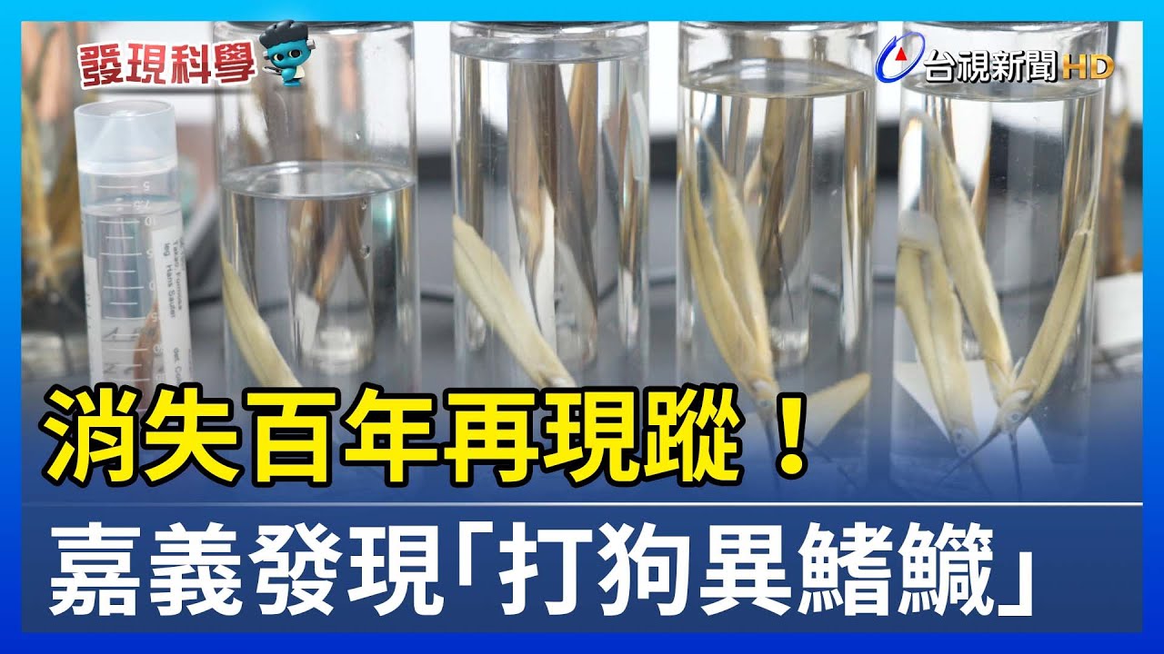消失百年再現蹤！ 嘉義發現「打狗異鰭鱵」【發現科學】