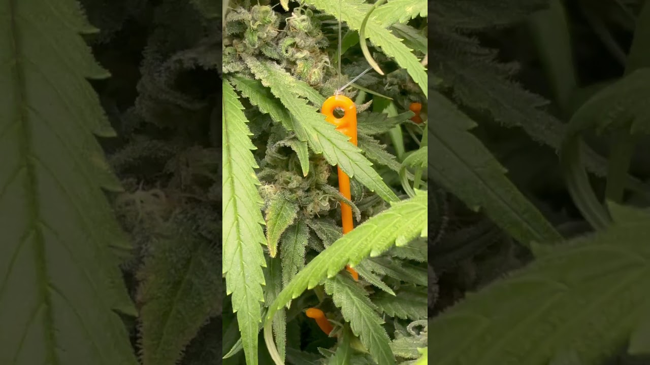 Super Lemon Haze im Endspurt 🤫 #shorts #plants #hydrokultur #youtubeshorts