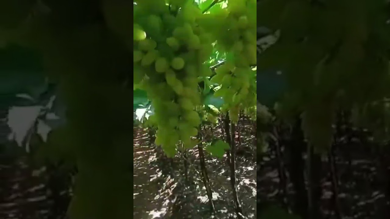 Grapes plants @farmya #satisfying #shot