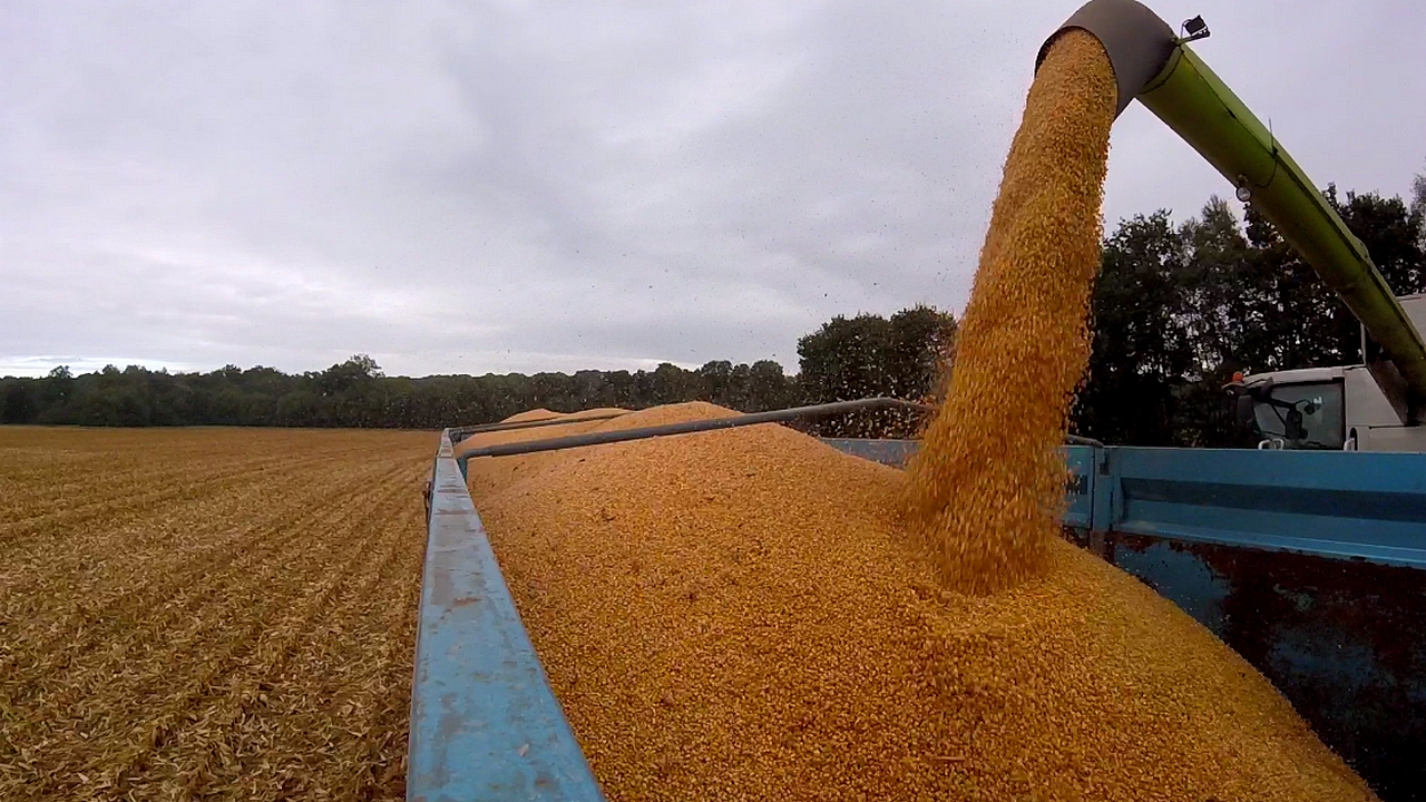 [GoPro] ETA Clément l Battage de maïs 2016 l Broyeur Willemsen l 2xClaas & Fendt 722