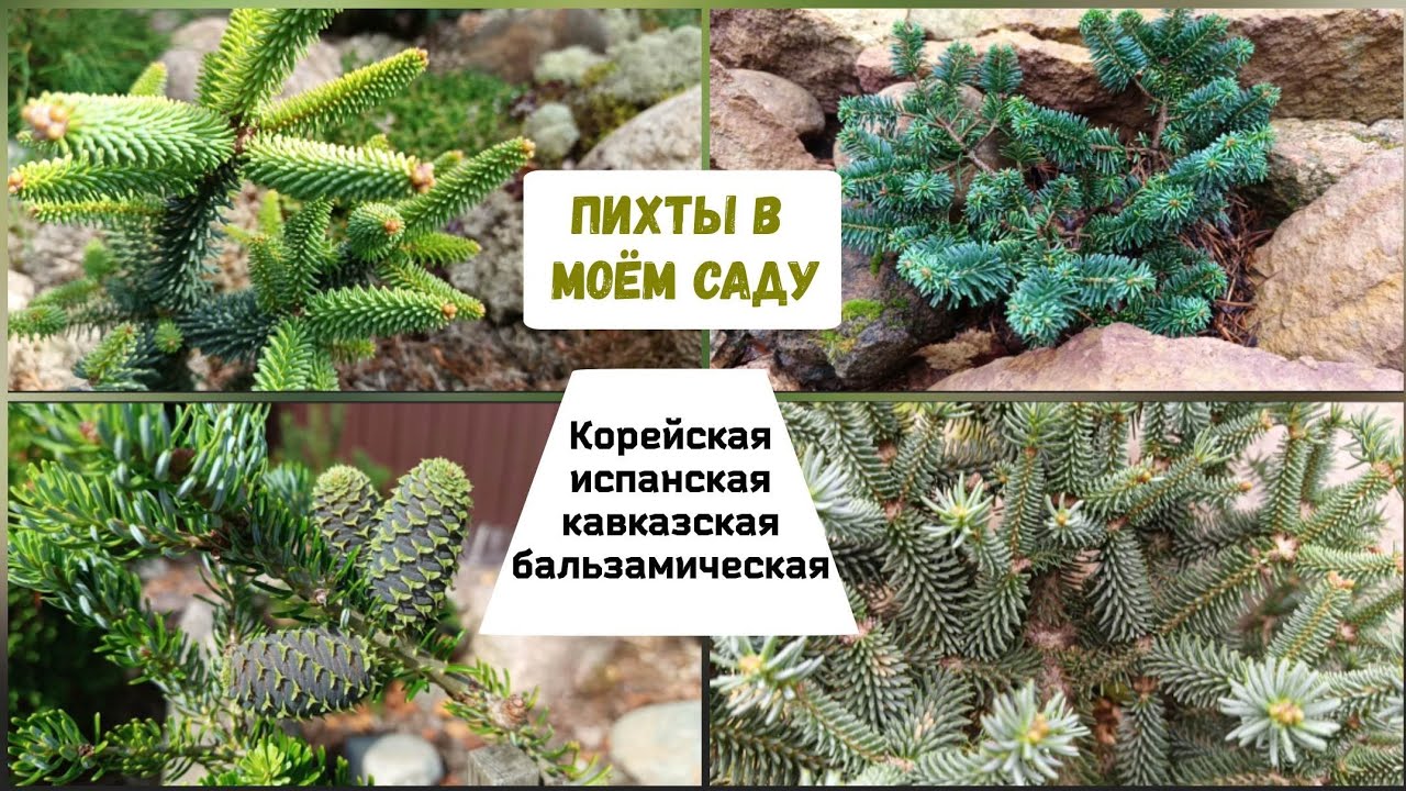 Пихты в моём саду. Корейская, испанская, кавказская, бальзамическая.