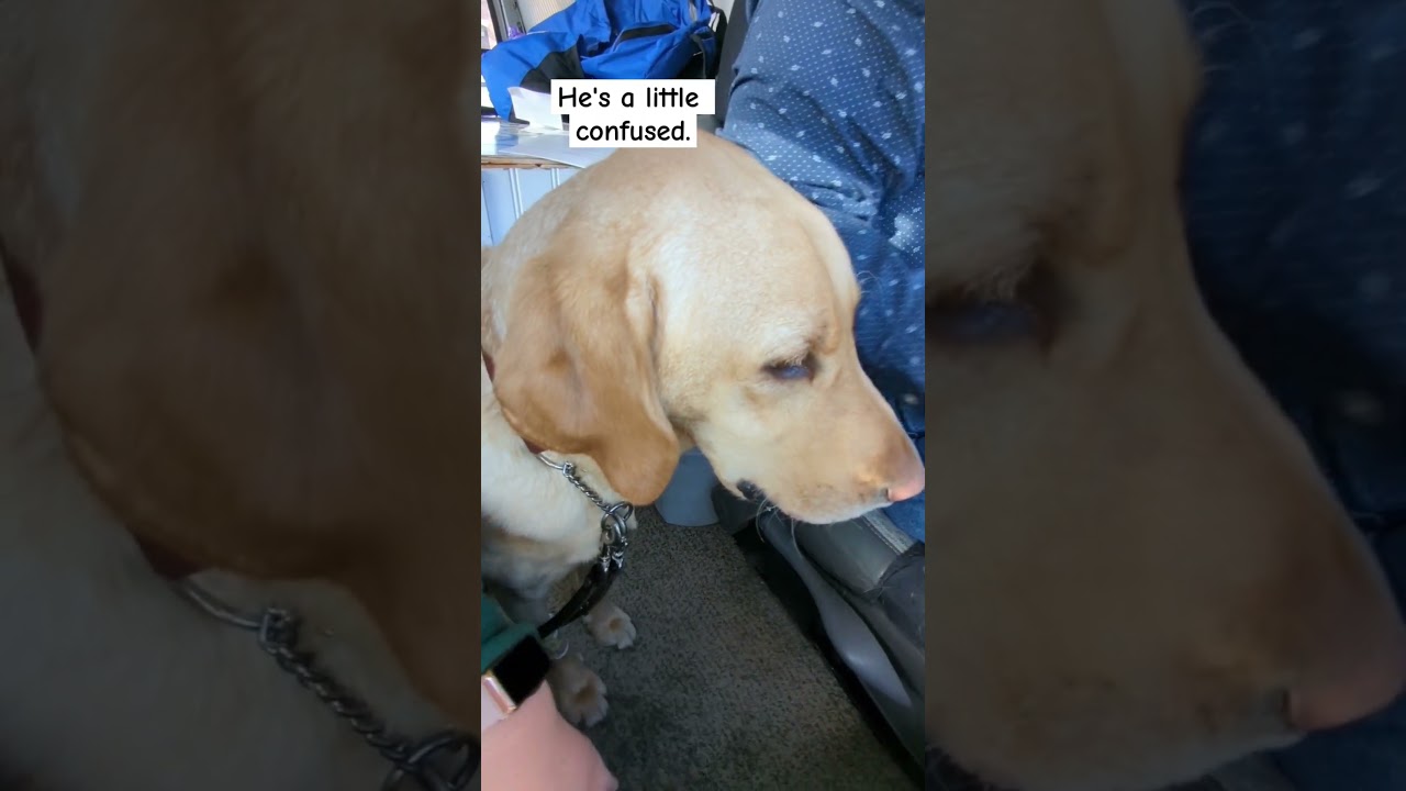 Service Dog Stoned After Vet Meds #servicedog #funnydog #shorts