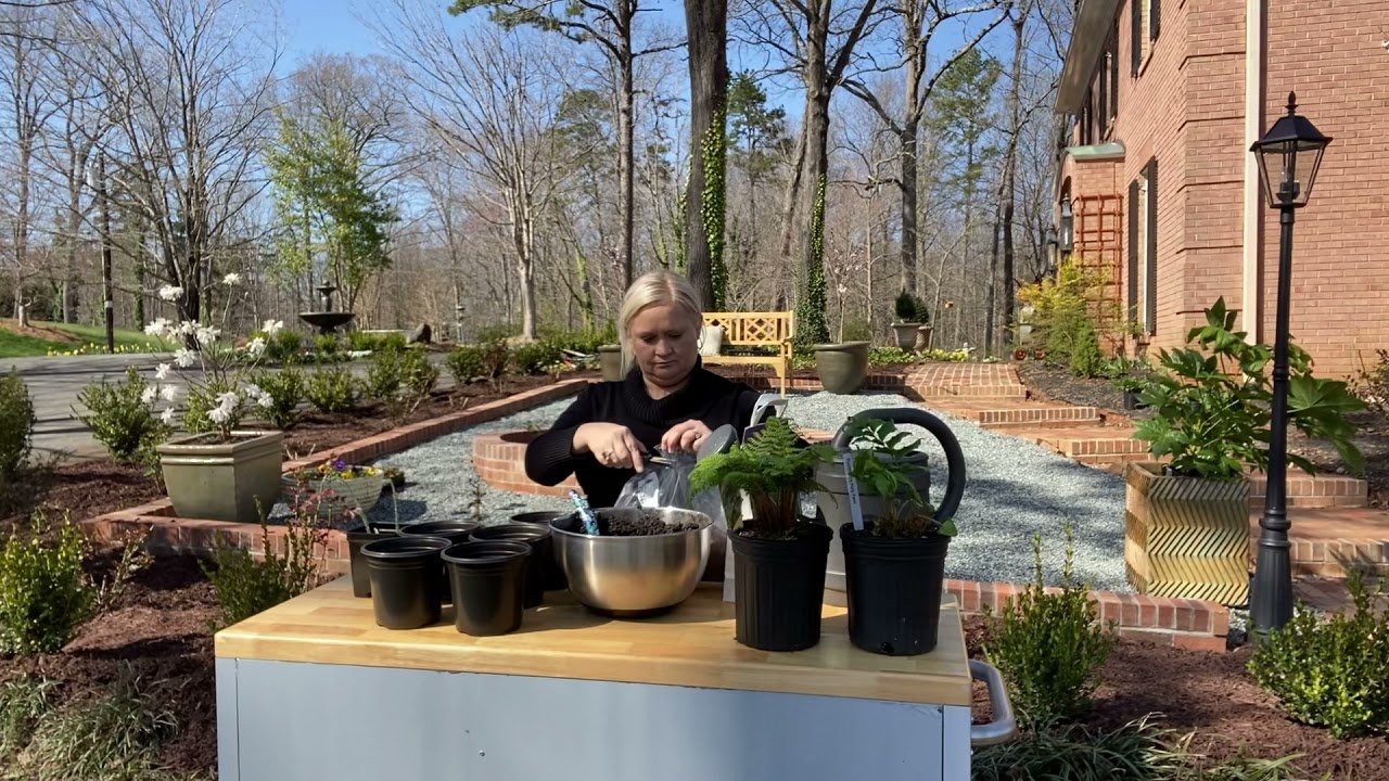 Planting Perennial Fern Roots (Rhizomes) 🌿😊