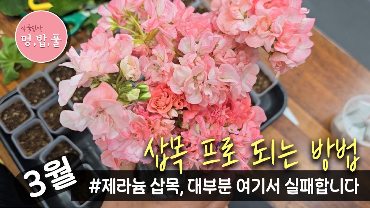 How to Propagate Geraniums Successfully#제라늄삽목 #GeraniumCuttings #PelargoniumCuttings