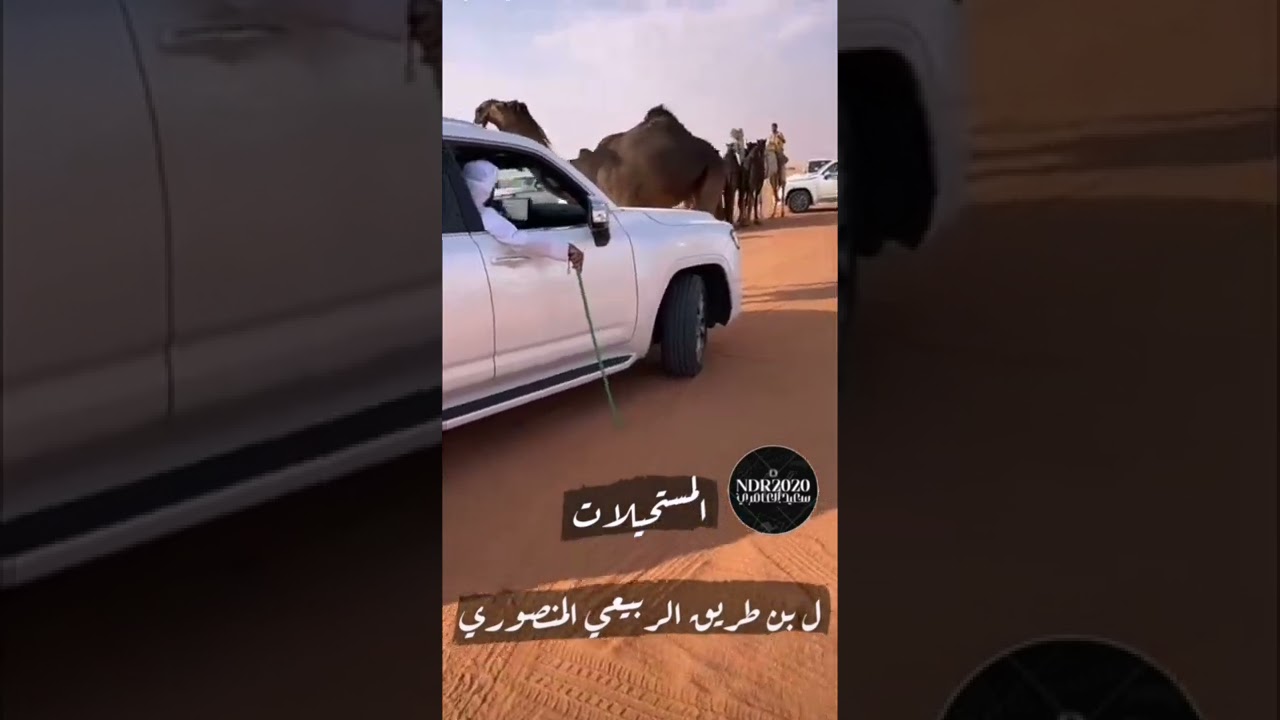 فرديات ابن طريق : المشاركه في شوط العشرين #مزاين_الصياهد 2023