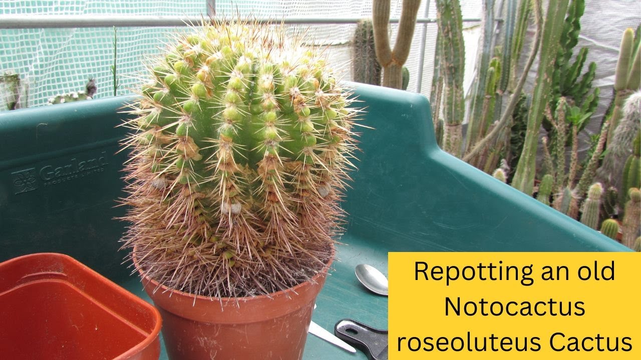 Repotting an Old Notocactus roseoluteus Cactus | Parodia mammulosa #cactus #cacti