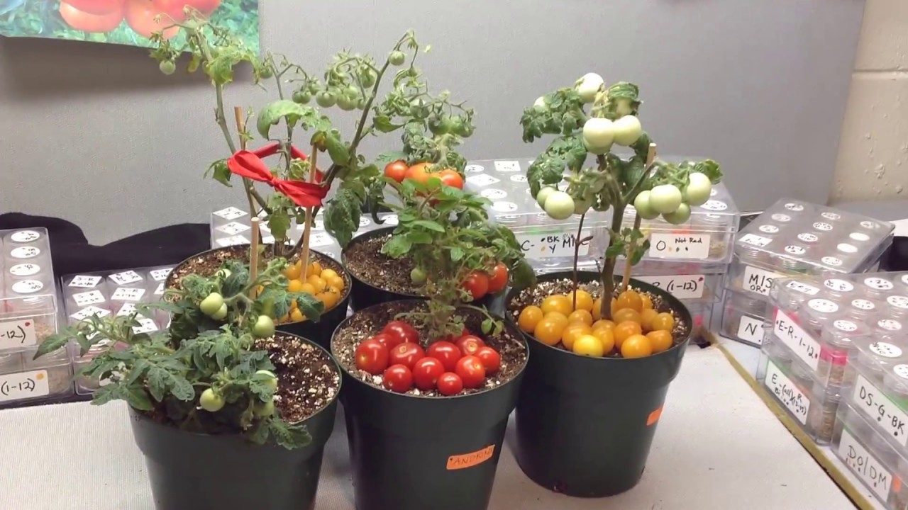 Micro Dwarf Tomato Plants Perfect For Small Spaces
