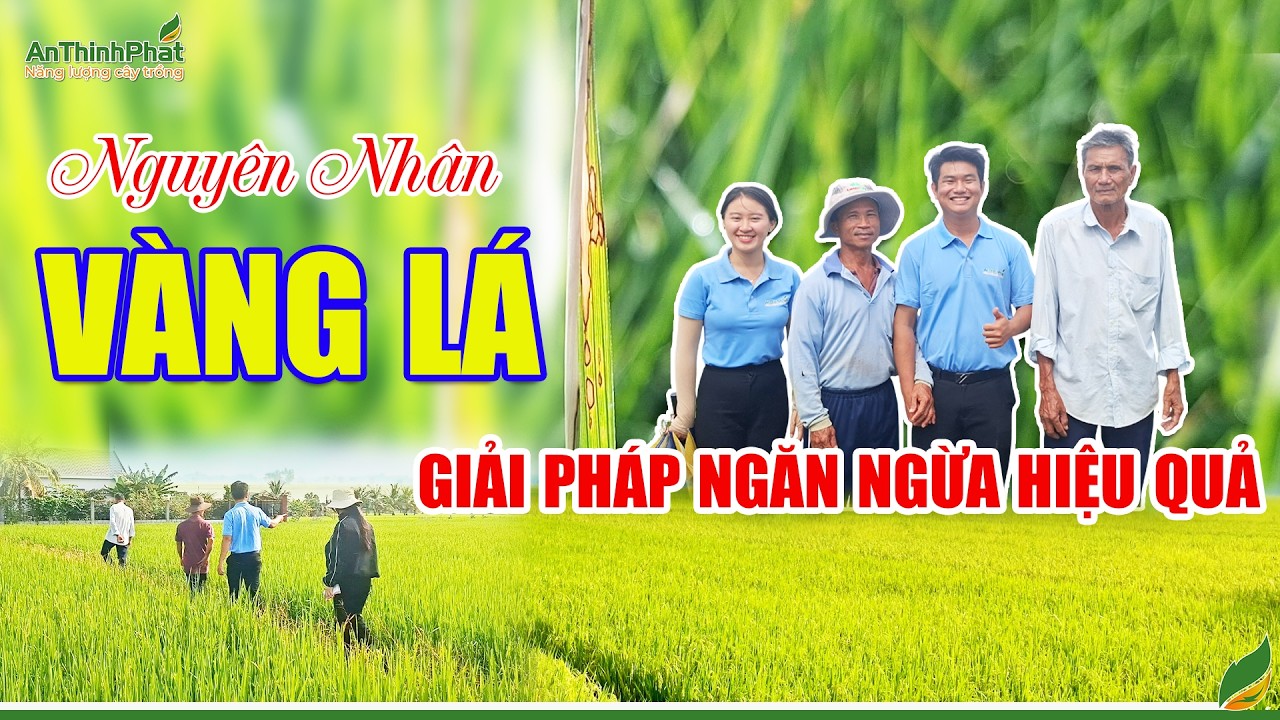 Nguyên Nhân Vàng Lá - Giải Pháp Ngăn Ngừa Hiệu Quả | An Thịnh Phát