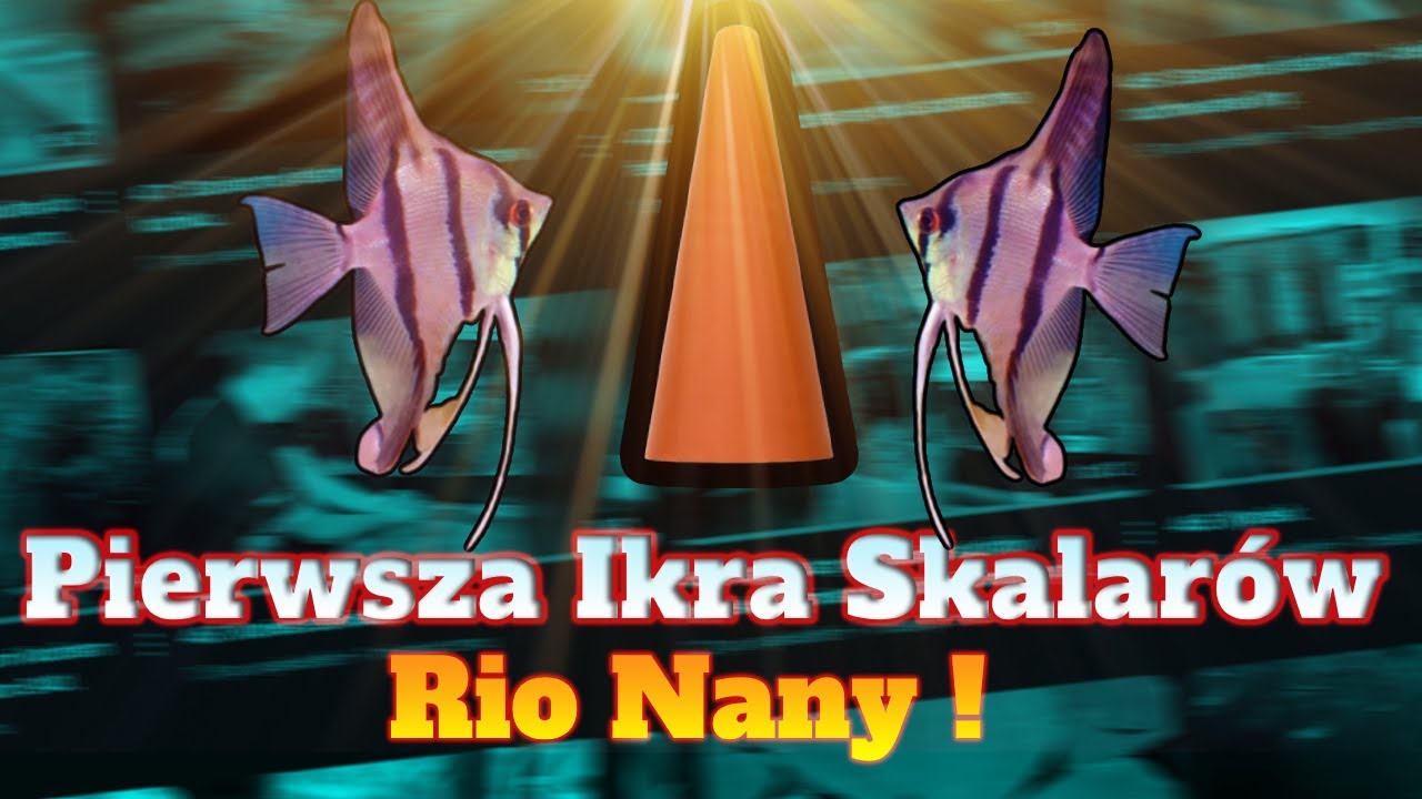 10. Pierwsza ikra Skalarów Rio Nany