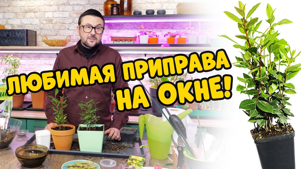 Любимая приправа на окне. Три способа выращивания