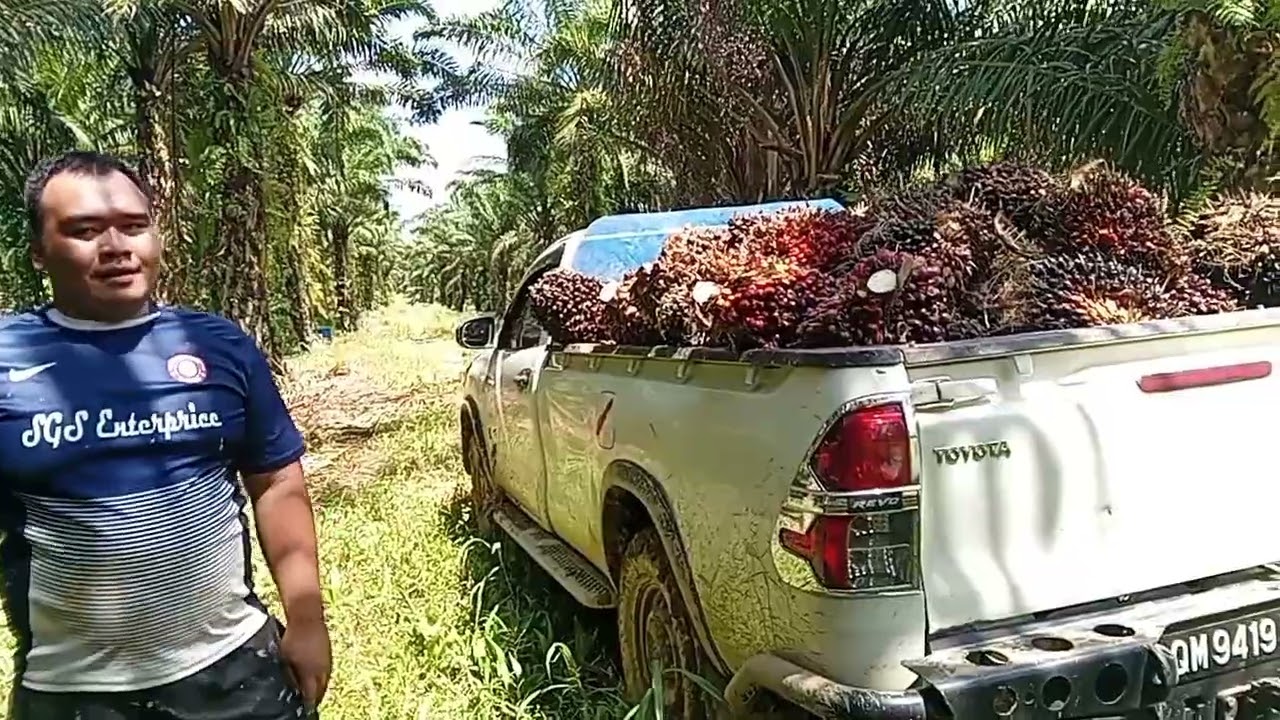 HARI INI KITA HANTAR BUAH SAWIT GAIS .MANTAP👍👍
