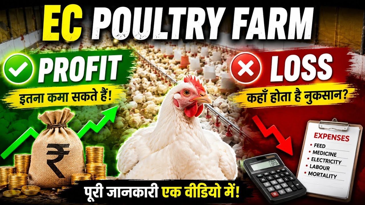 EC poultry farm ka 40 day ka update profit and loss