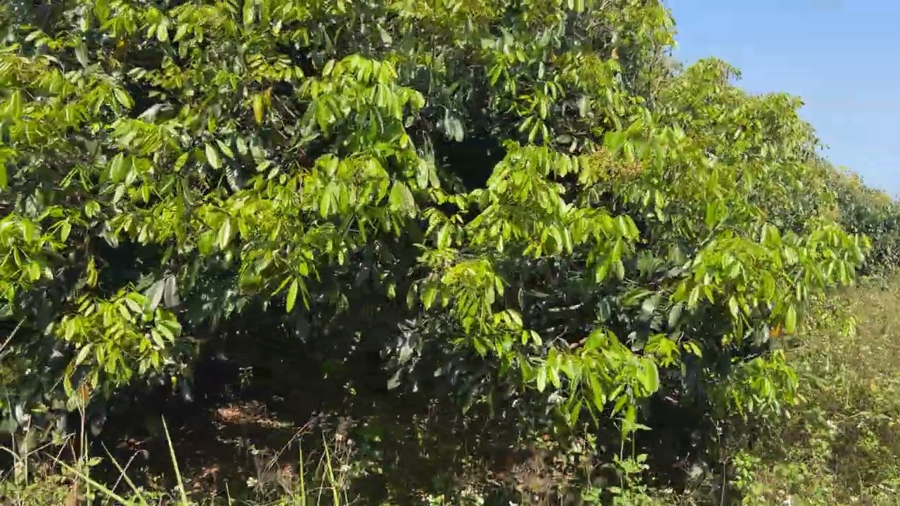 699) bán 1,3 héc nhẫn lh 0978831373 gần vong soai cao tốc BMT-NTR t Đăk Lăk 