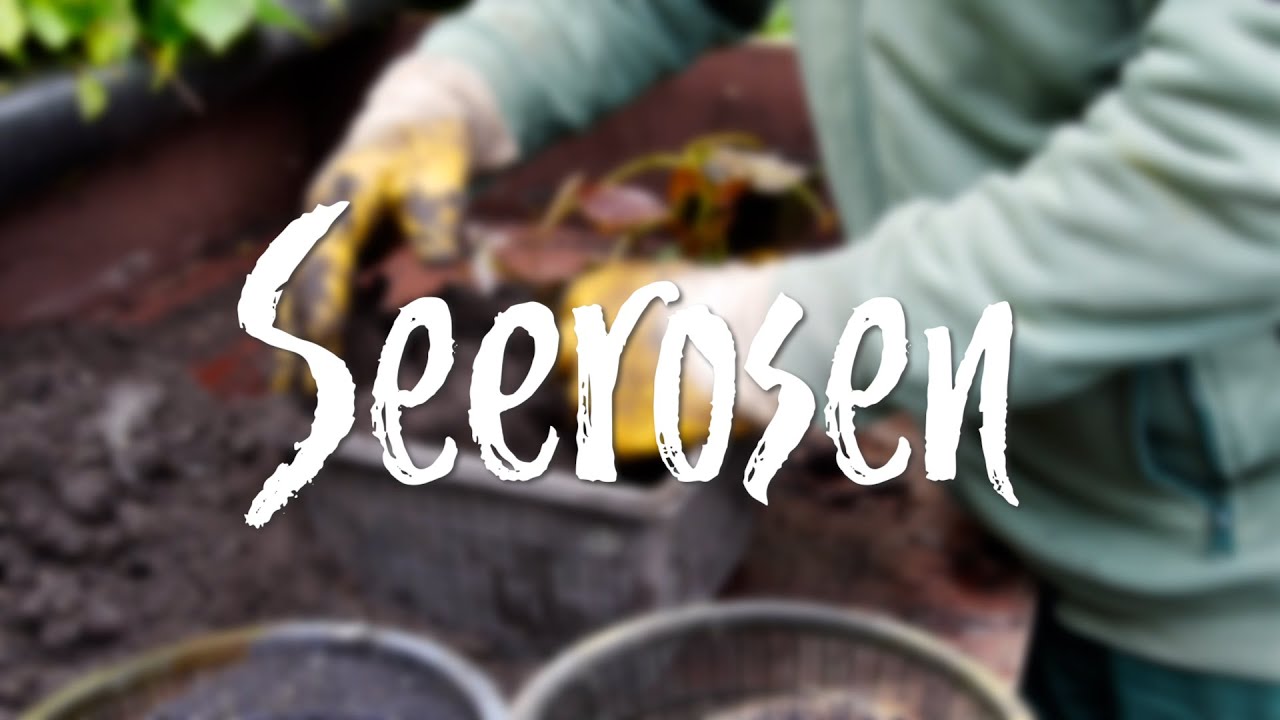 In d' Tuun: Seerosen