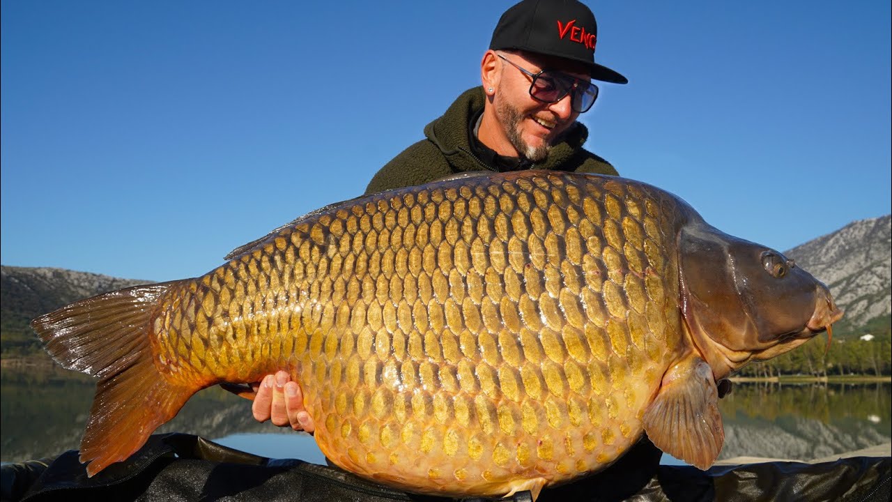FEEDERMANIA-TRIBALJI 8 db 20+ és 1 db 30+ Venom Mango bojlival. Tribalj Carp fishing.