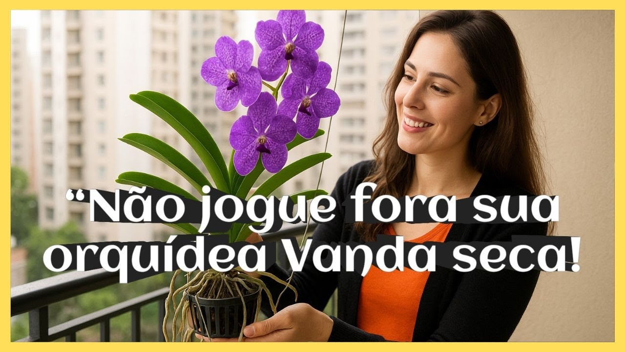 “Não jogue fora sua orquídea Vanda seca! Orquídeas em casa