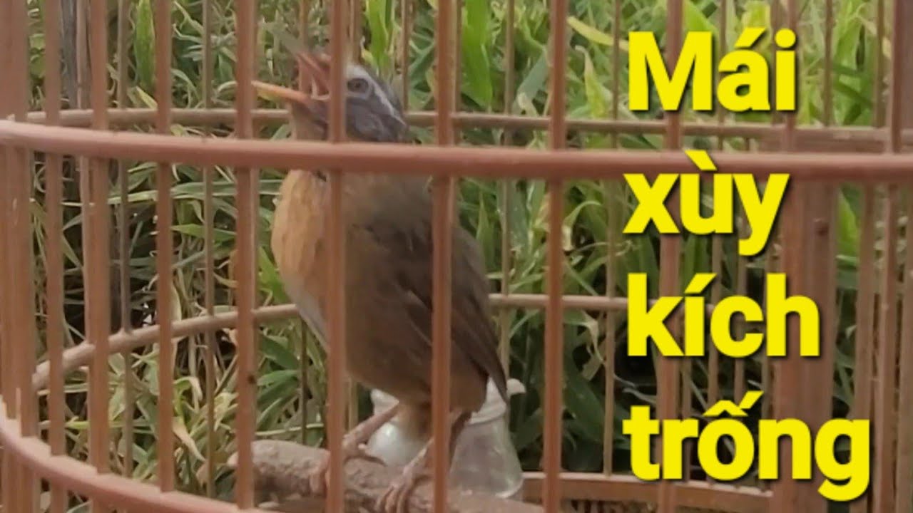 Mi mái xùy căng xùy liên tục thúc trống kích bổi nhanh lên lửa 