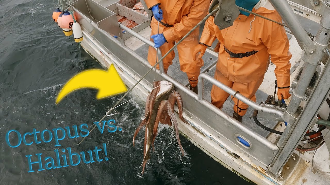Hauling Halibut Gear - Alaska Longlining | 2024 Halibut Season