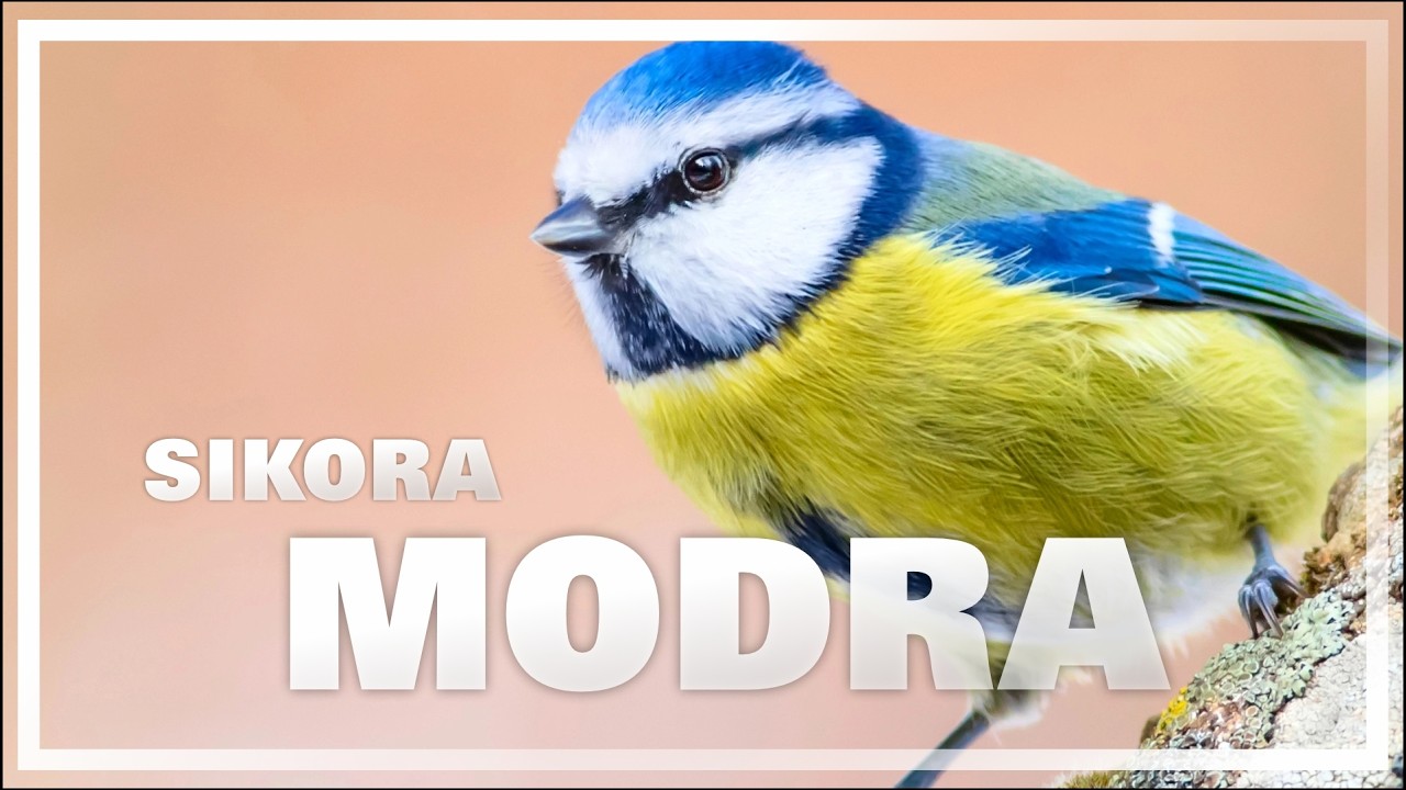 Sikora Modra – Jak Rozpoznać? Odgłosy, Karmienie i Gniazdowanie Modraszki (Polskie Sikorki #2)