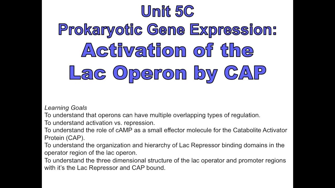 Unit 5C Lac Operon Activation by CAP