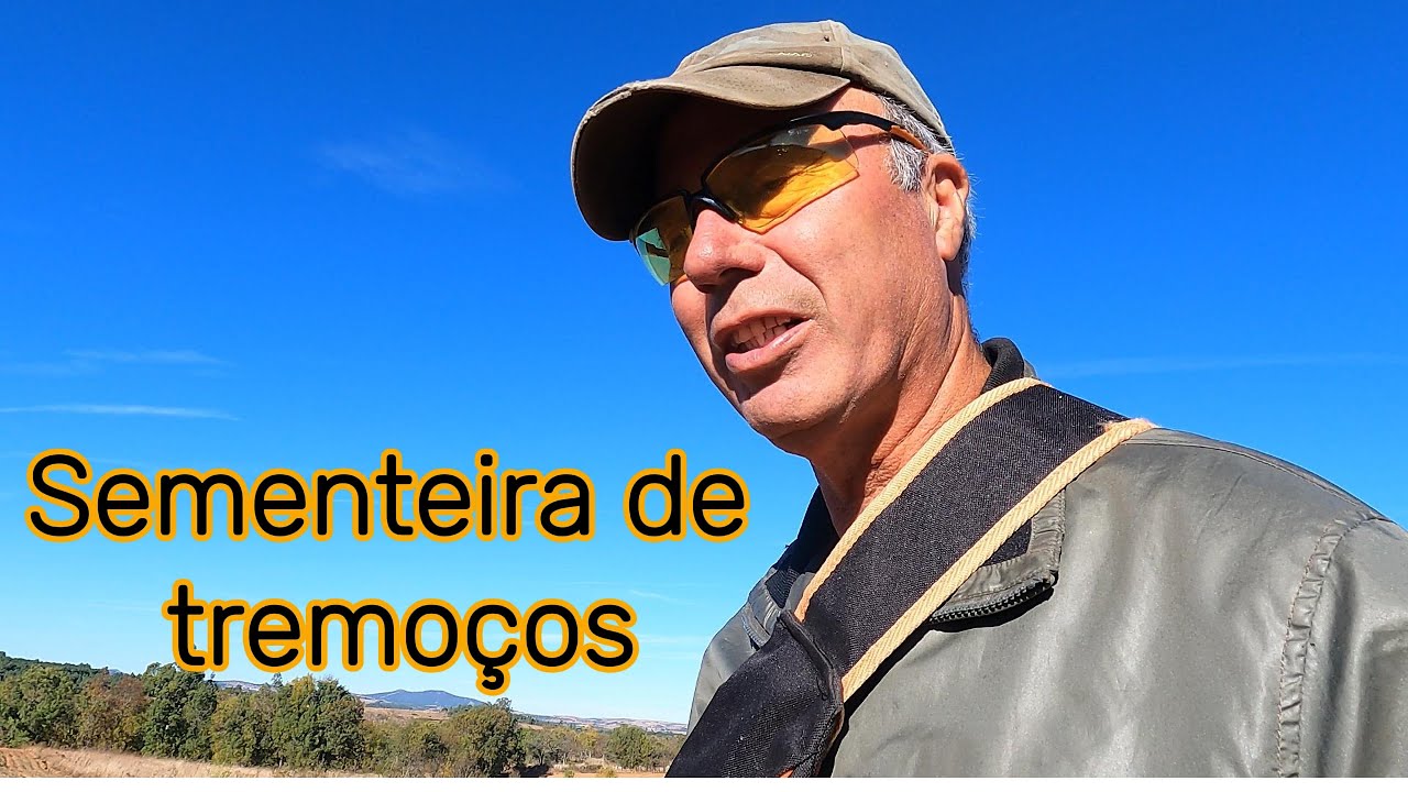 Sementeira do campo de tremoços