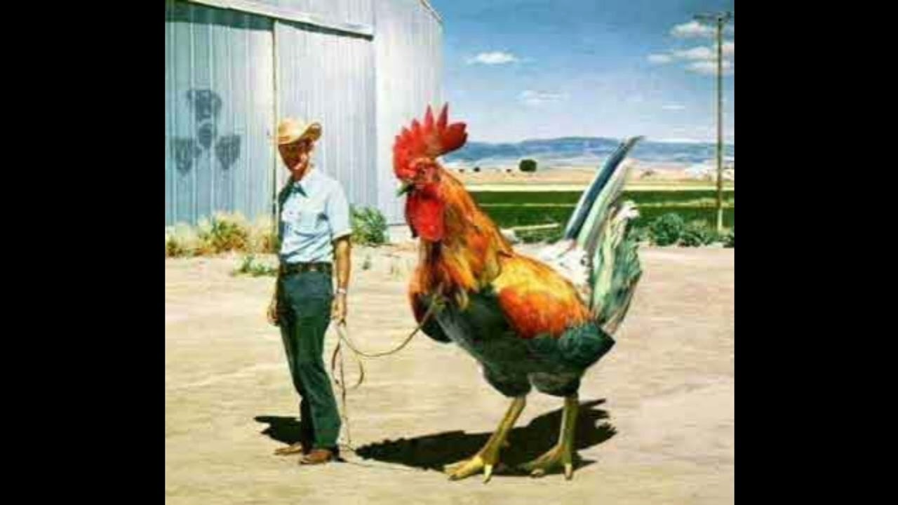 The Birds - The Birds (2004)