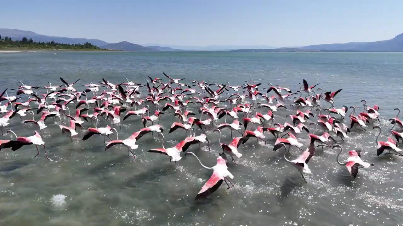 Muhteşem Flamingolar  #Eğirdirgölü