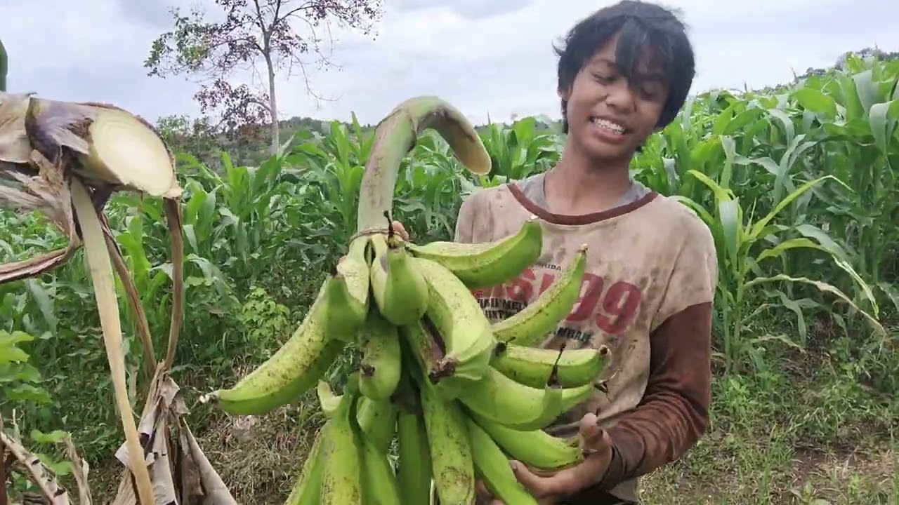 Panen pisang byar tanduk dikebun panen bersama sama 