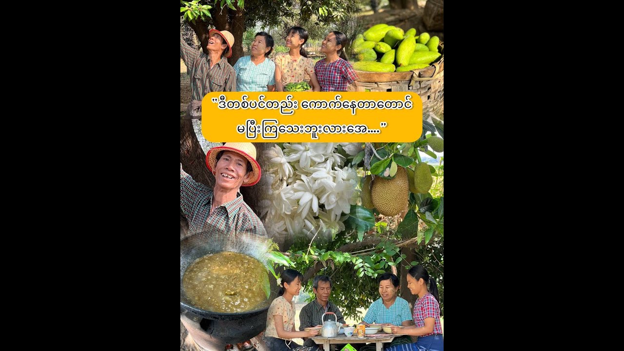 “သရက်သီးလေကြွေတွေ ပေါလိုက်တာများ..”